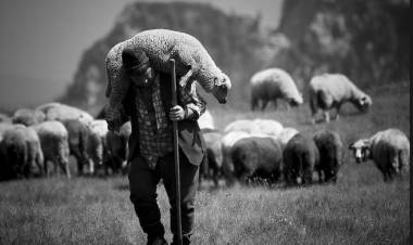 The Shepherd