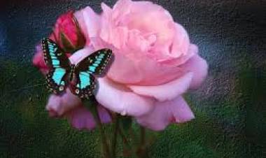 Butterflies and Roses