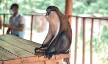 Of Dummies and Zombies