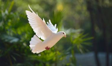 THE DOVE (Genesis 8: 8-9)