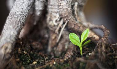 ROOTED IN HIM