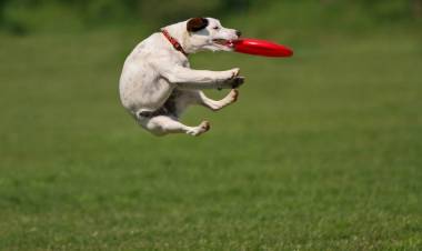 “HE’S GOT YOU, BOY!”