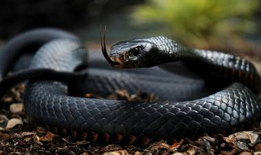 THE SNAKE