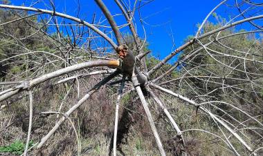 Fire is a Bad Idea in the Hands of Children