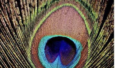 Soteria II: Establishing The Patterns