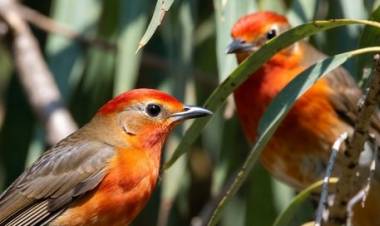 Understanding Courtship