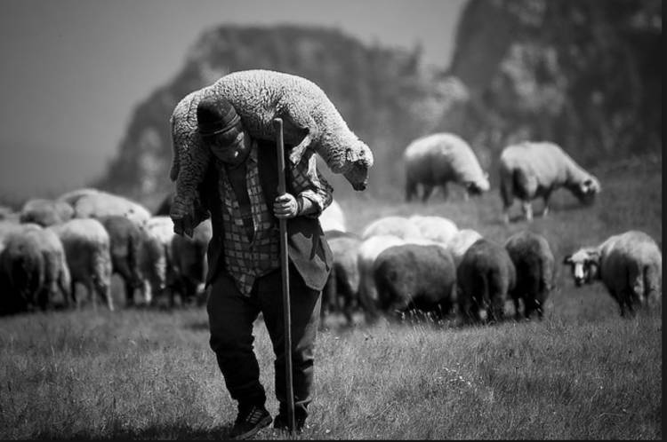 The Shepherd