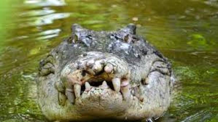 The Crocodile 
