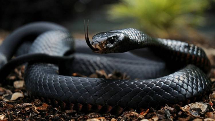 THE SNAKE